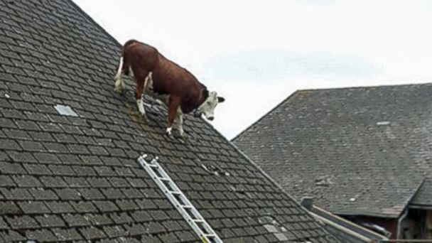 CEN_cow_on_a_roof_switzerland_jc_140617_