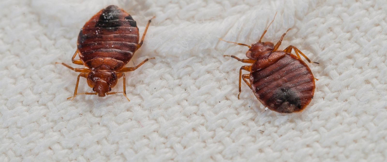 What are some pesticides that help control bed bugs?