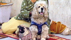 PHOTO Dog Matching