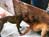 Dog Fight