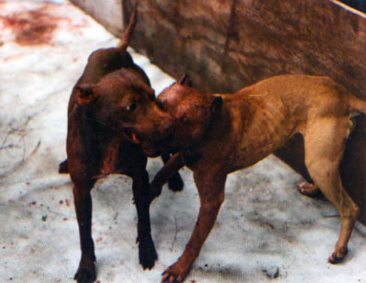 Advanced Search pitbulls fights