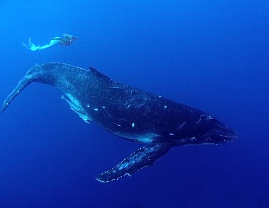 Real-Life Mermaids Picture | Underwater Activists Cavort With Fish ...