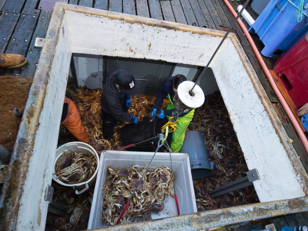 Deadliest Catch: Inside One of the World's Most Dangerous Jobs - ABC News