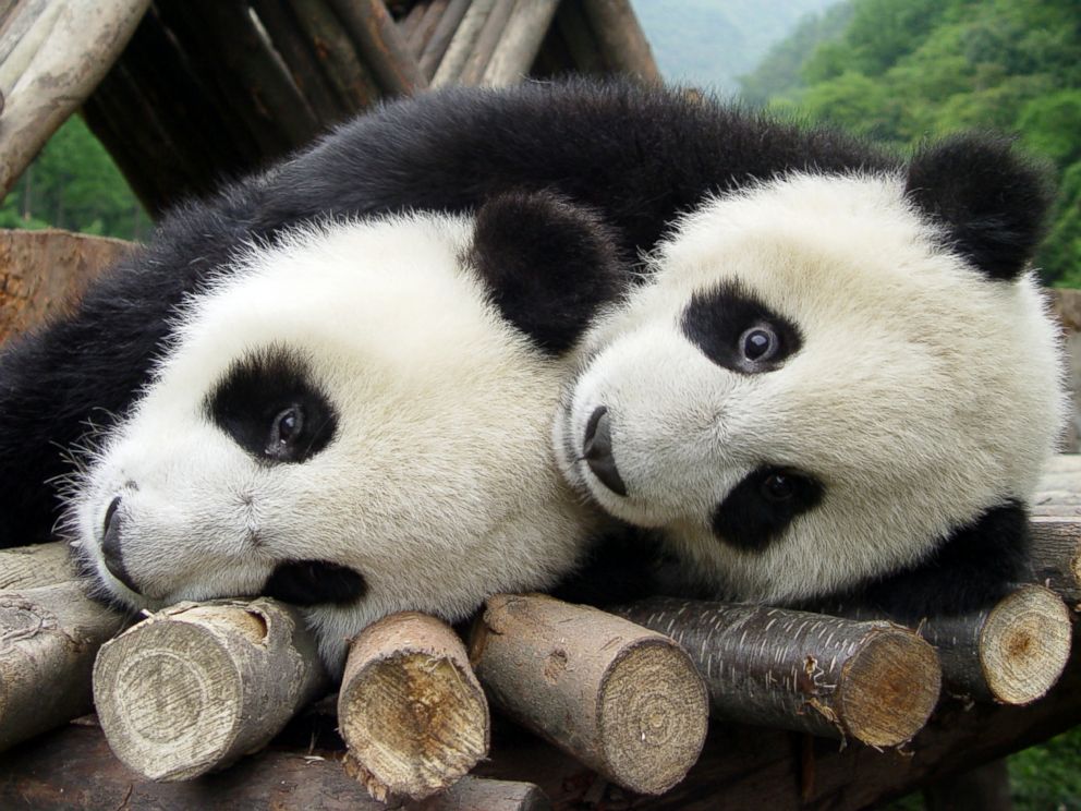 Animals of the World Pick World Cup Winners - ABC News