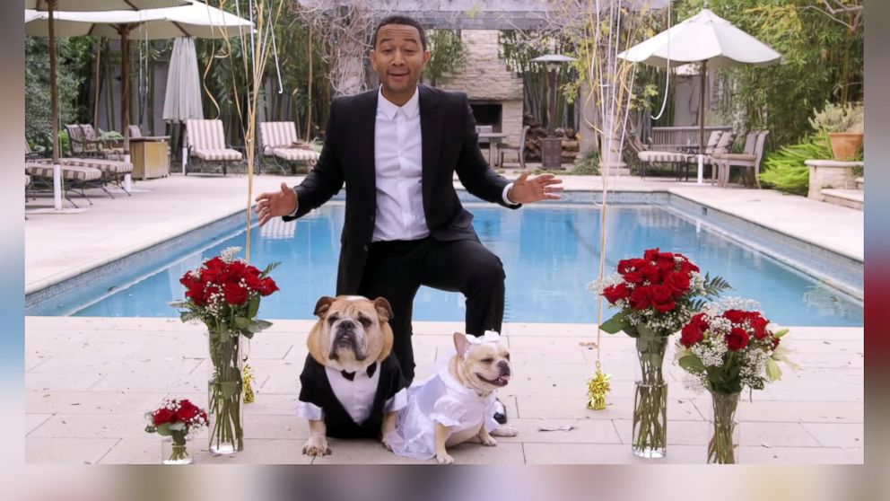 John Legend Officiates His Dogs' Wedding for Charity - ABC News