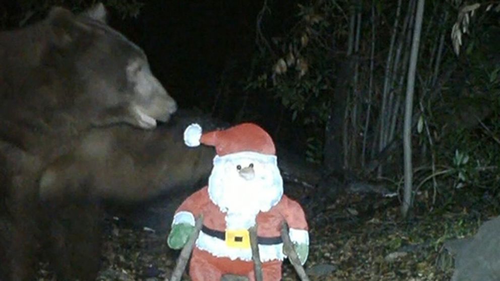 Black Bear Knocks Out a Santa Claus - ABC News