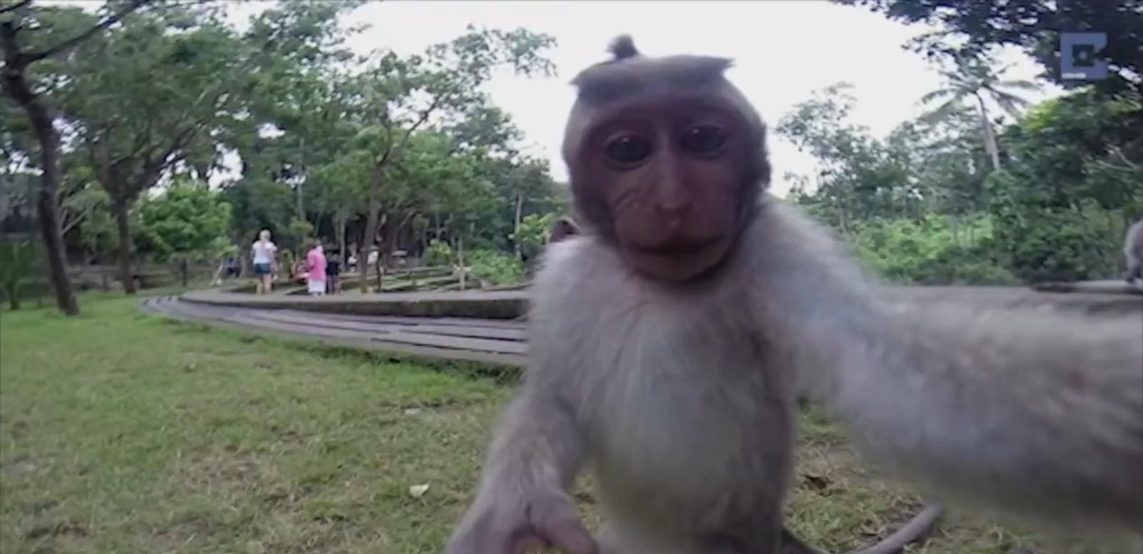 Mischievous Monkey Steals Camera, Takes Perfect Selfie Video - ABC News