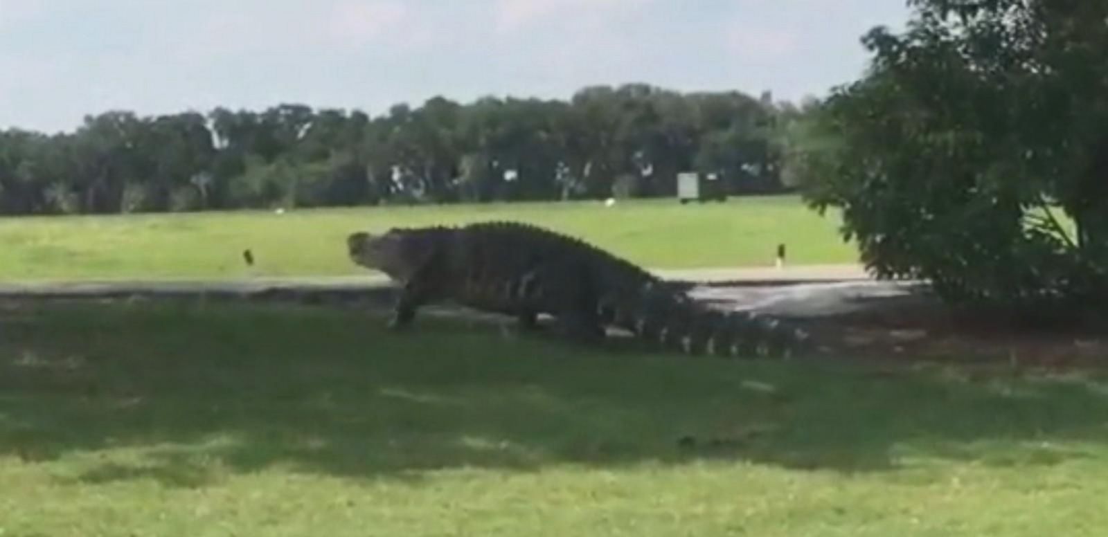 'Godzilla Gator' on Golf Course Inspires Hilarious Spoof - ABC News