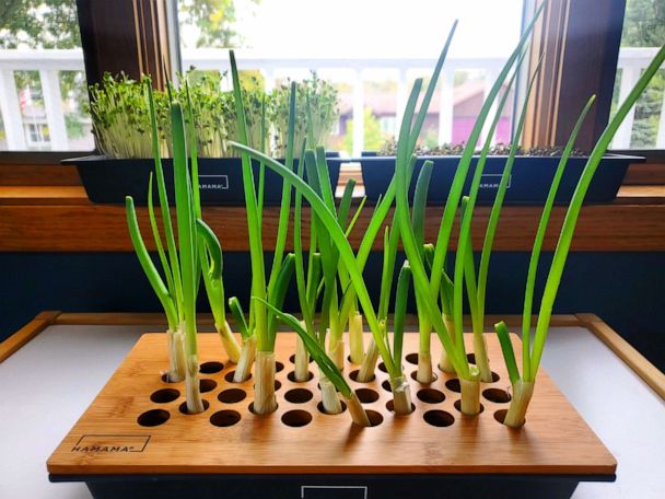 Hamama: Microgreen Kits