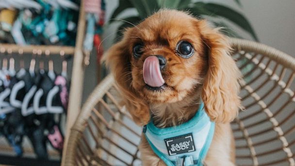 Designer-Inspired Fluff: Parody Chewy Vuiton Plush Dog Bowls