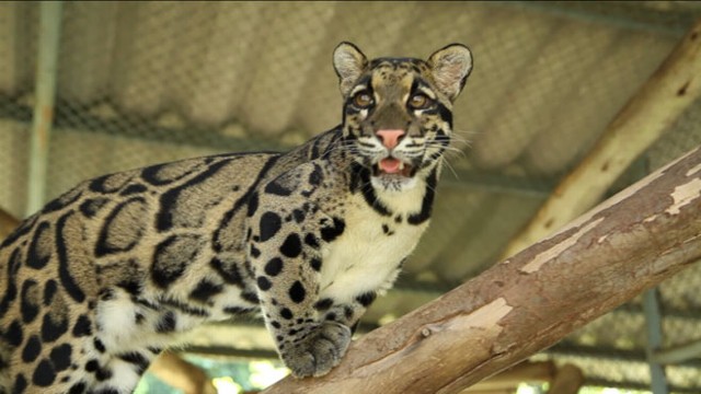 Clouded Leopards Amaze 'GMA' Anchor Video - ABC News