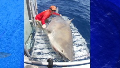 Gigantic Shark Caught During Reality-TV Shoot for 'Jim Shockey's The ...