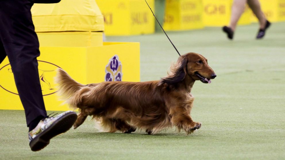 4 breeds advance to vie for Best in Show title at Westminster Dog S