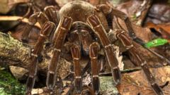 This Puppy-Sized Spider Will Haunt Your Dreams - ABC News