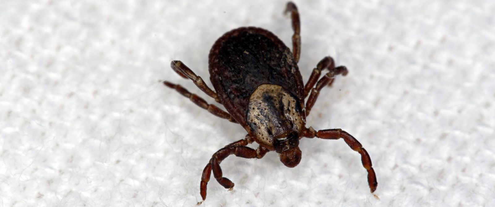 Rare Tick-Borne Hemorrhagic Fever Reported in Spain - ABC News