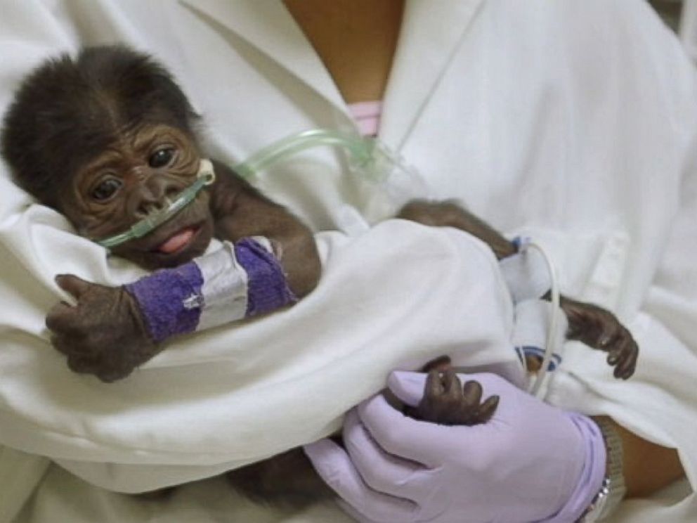 Meet Joanne, the San Diego Zoo’s Growing Baby Gorilla - ABC News