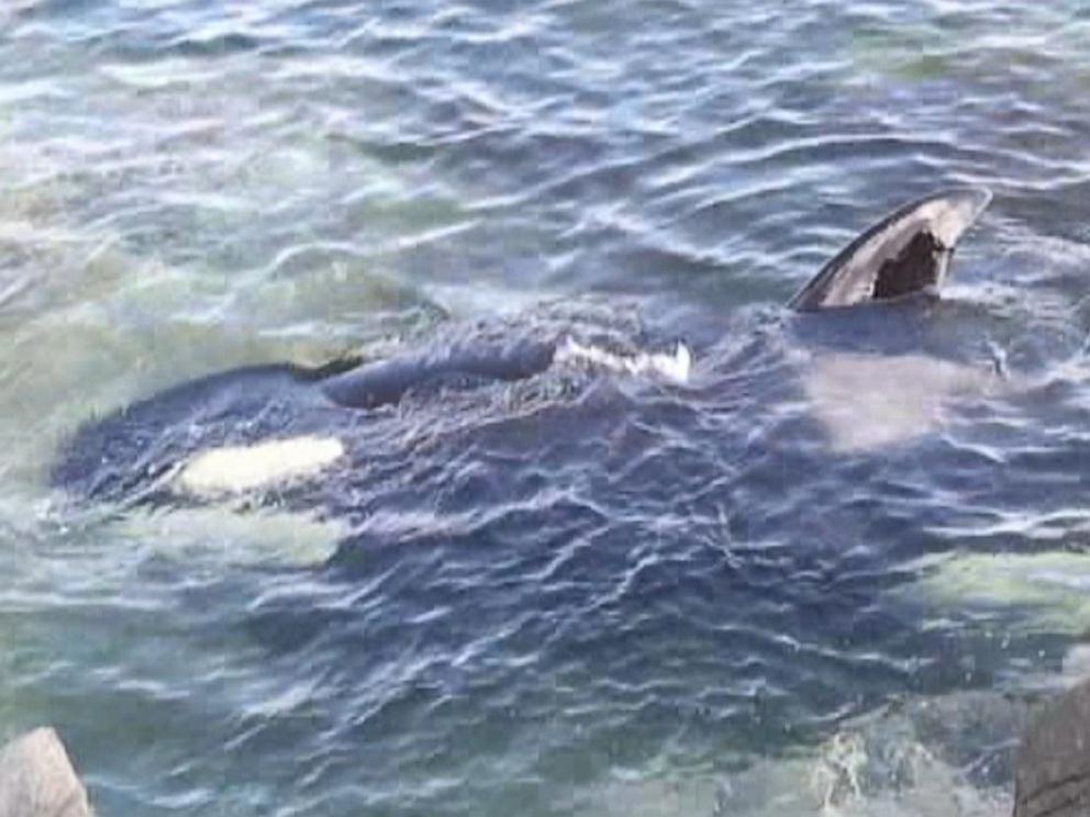 See the Incredible Rescue of an Orca Stranded Along Canadian Shore ...