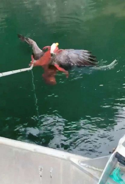 Fishermen break a fight between an eagle and an octopus near the surface of a fjord in Quatsino Sound, British Columbia, Canada, Dec. 9, 2019, in this still image from video obtained via social media.