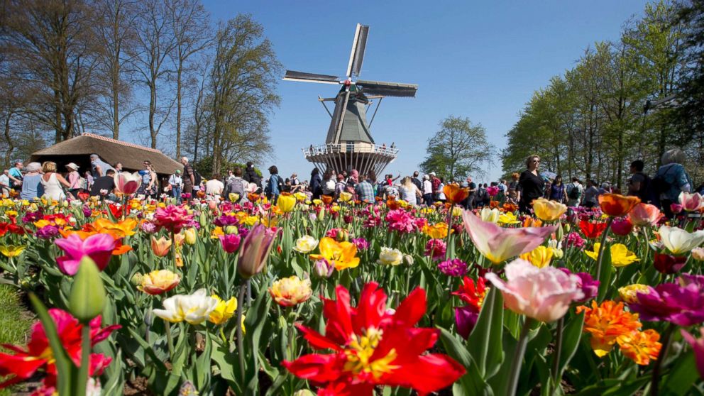 The 'Garden of Europe' is in full bloom in The Netherlands - ABC7 San