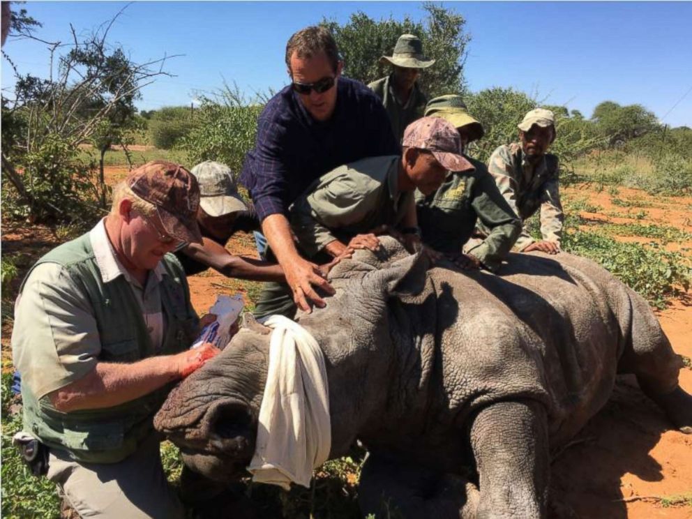 Nonprofit works with veterinarians and farmers to protect rhinos from ...