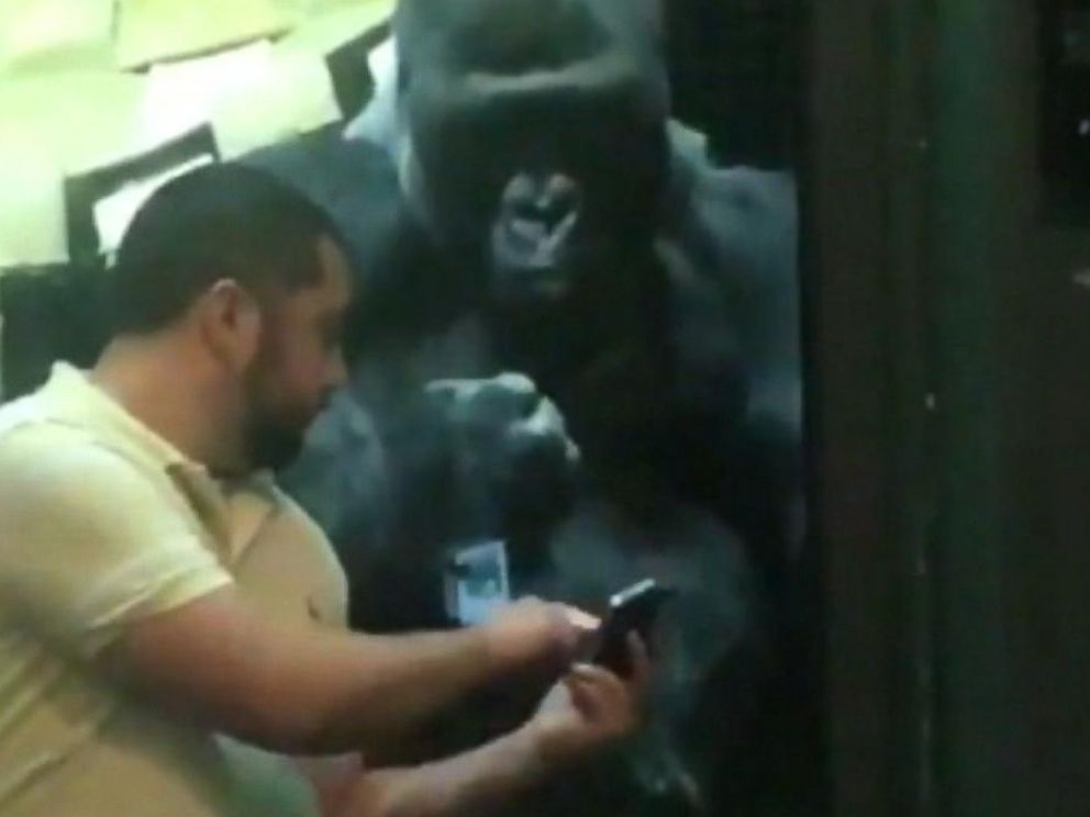 Gorilla at Louisville Zoo wants man to swipe right on his photos - ABC News