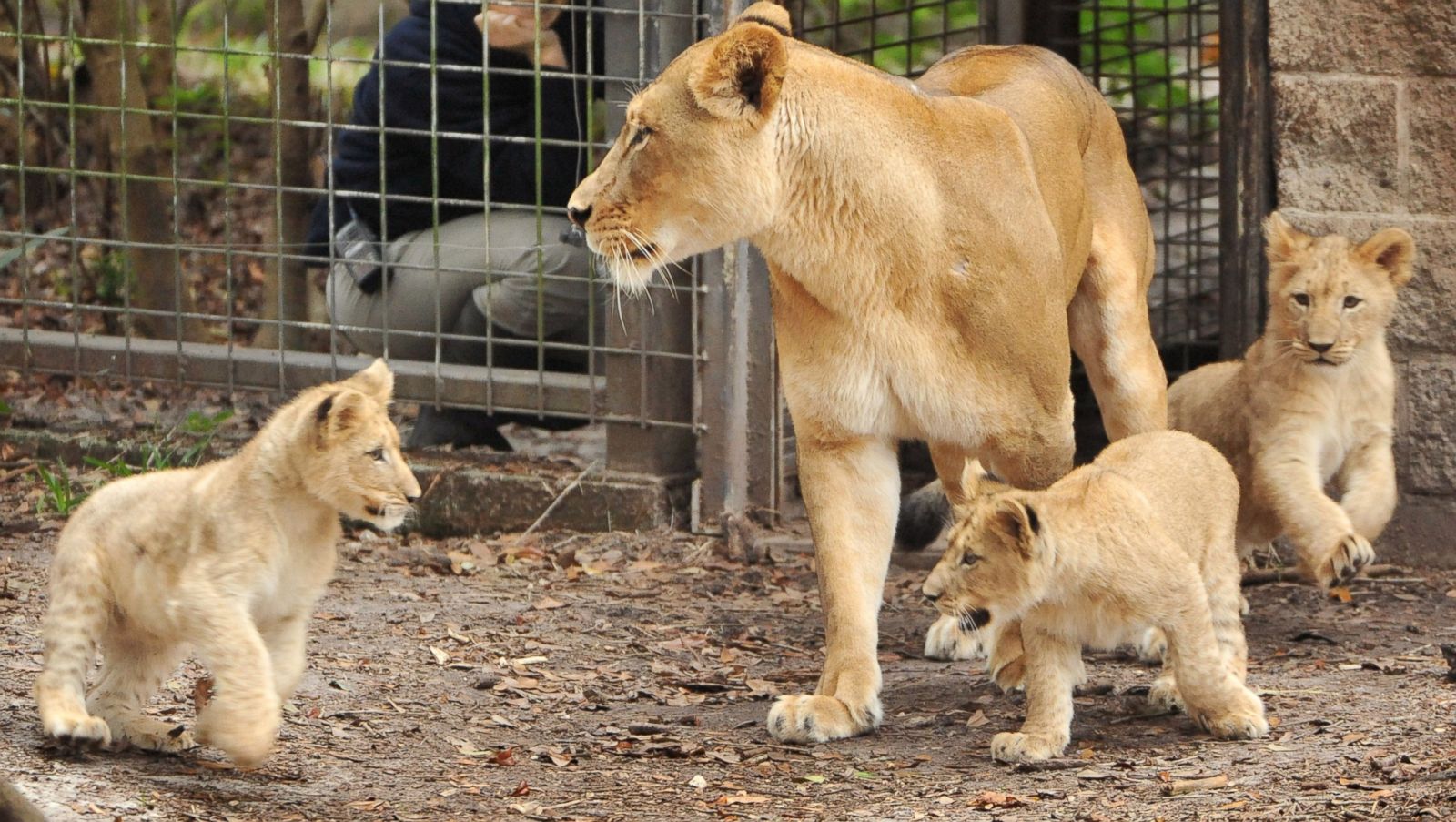 Lion Cubs Play With Each Other at the Zoo Picture | Cutest baby animals ...