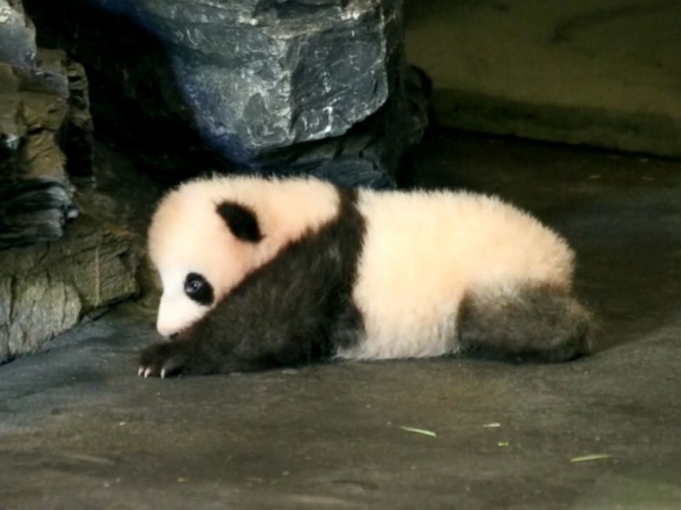 Baby Panda Caught on Adorable Video Clumsily Taking His 1st Steps at ...