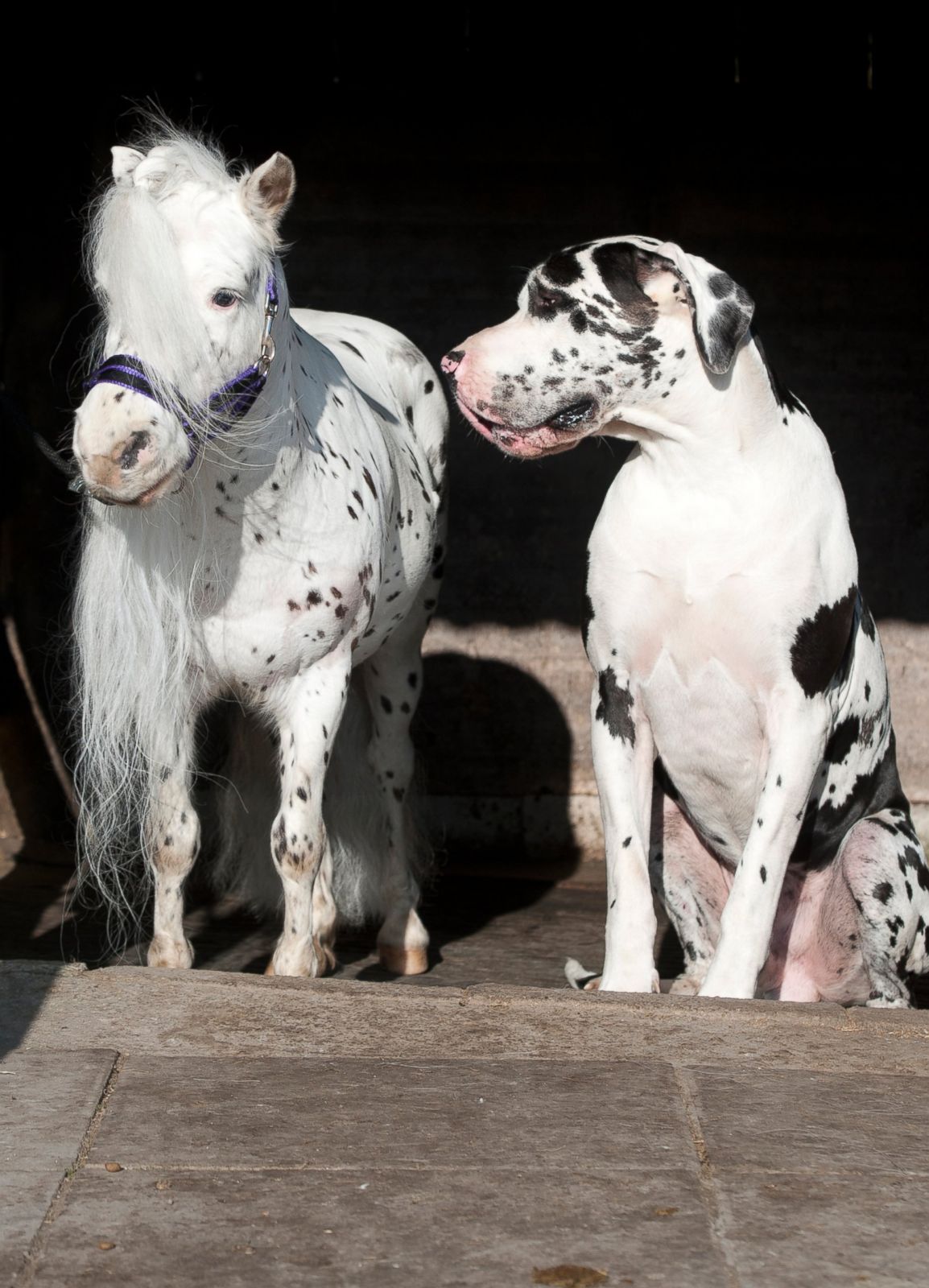 An Unlikely Pair of Best Friends: A Dog and a Pony Picture | Animal ...