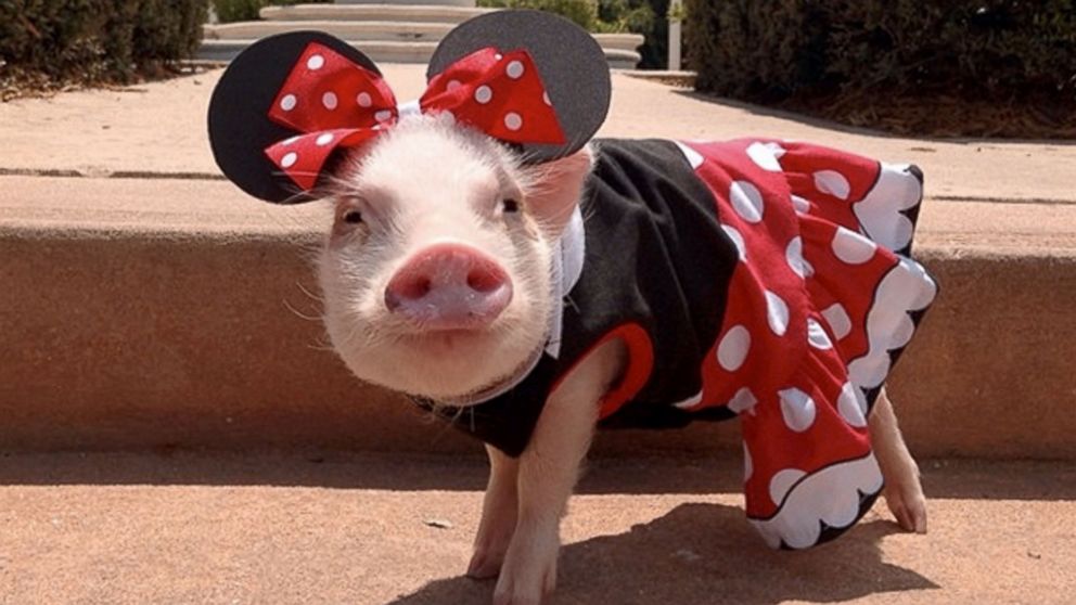 Image result for dressed pigs