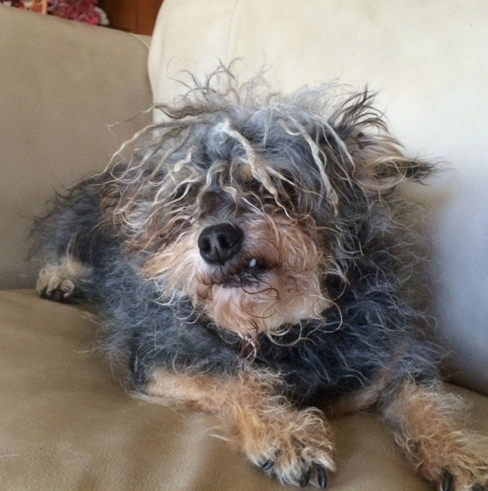 Meet the 'World's Ugliest Dog' Photos | Image #3 - ABC News
