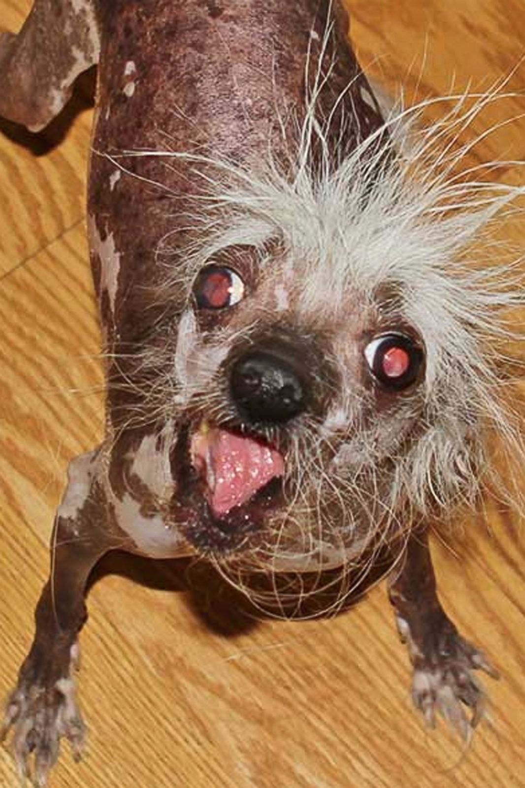Meet the 'World's Ugliest Dog' Photos | Image #12 - ABC News