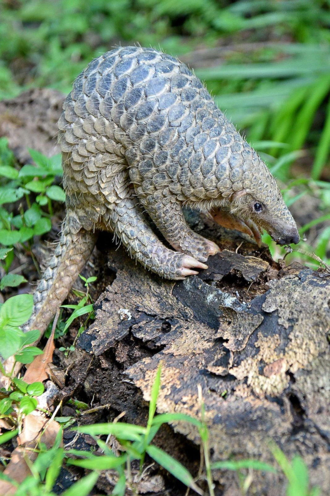 Sunda pangolin forages for termites Picture | Cutest baby animals from ...