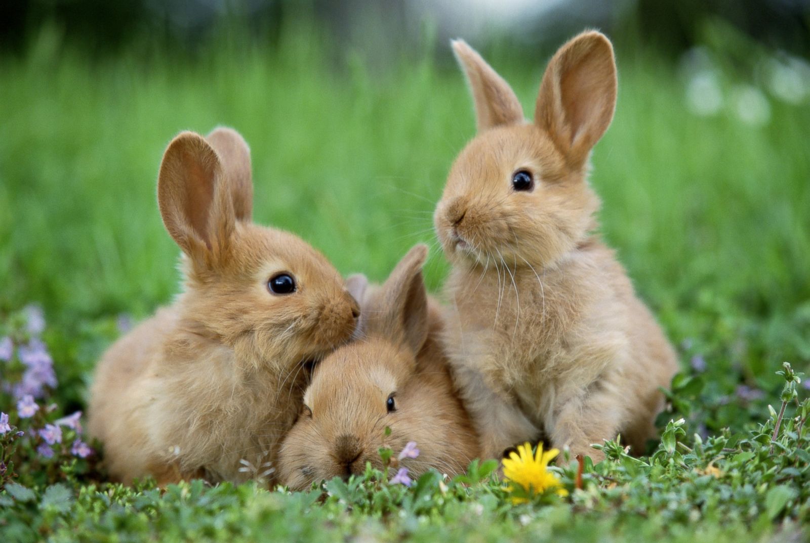 Cutest Easter Bunnies Photos | Image #7 - ABC News