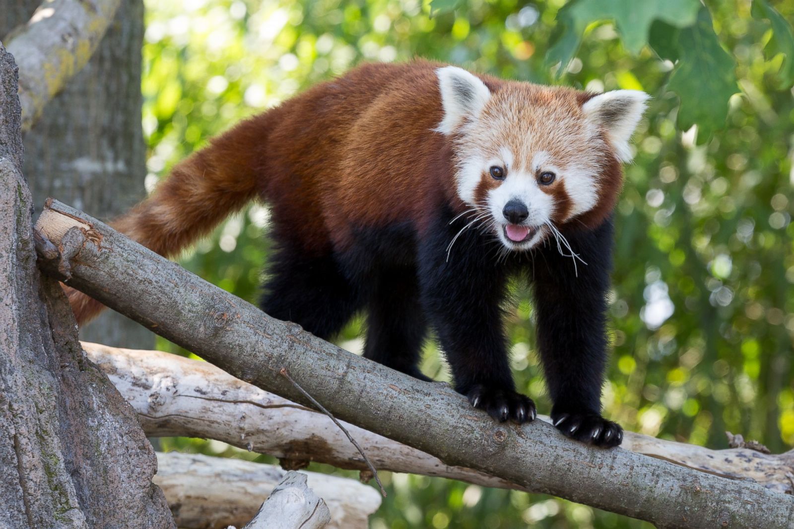 Red Panda Hangs on a Limb Picture | Cutest baby animals from around the ...