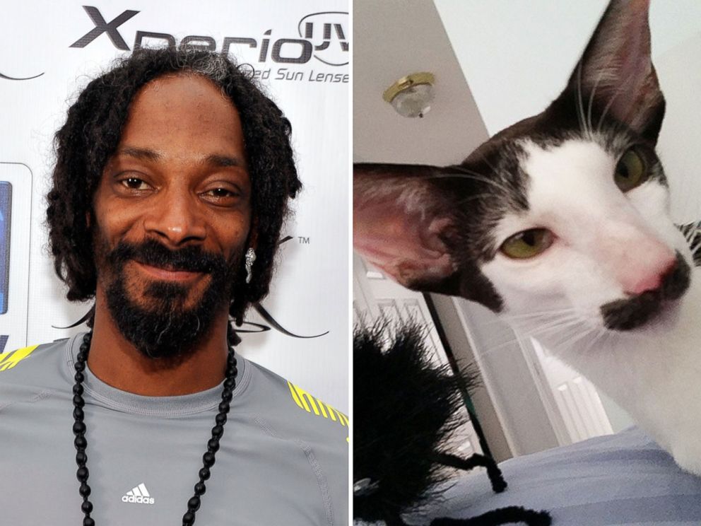 Stache the Cat Looks Like Tom Selleck, Adrien Brody and More - ABC News