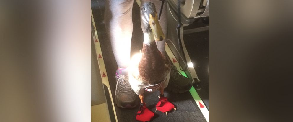 Airplane Passengers Fall in Love With Emotional Support Duck ...