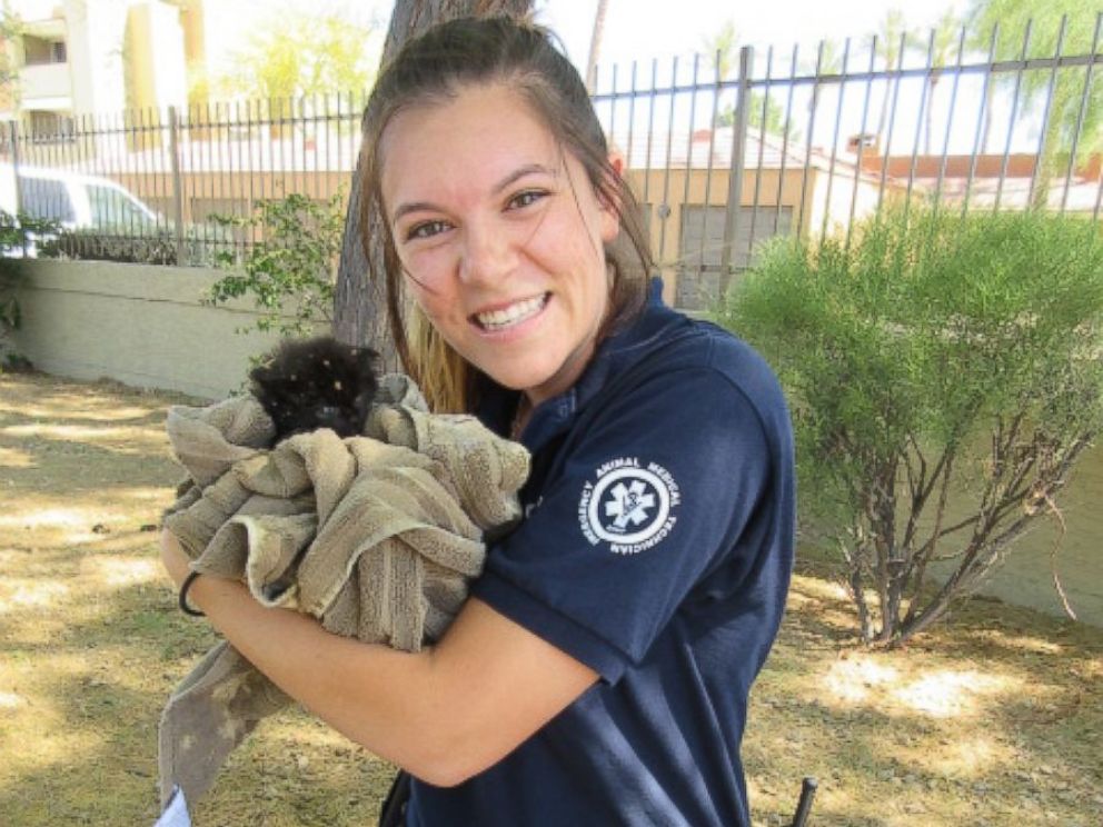 Tiny Kitten Rescued From Manhole in Arizona - ABC News