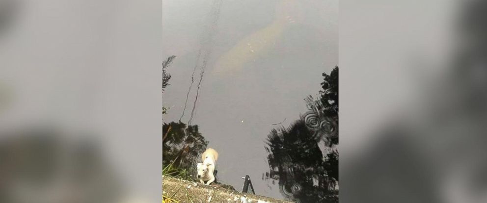 Manatee Keeps Watch Over Dog Before Rescue - ABC News