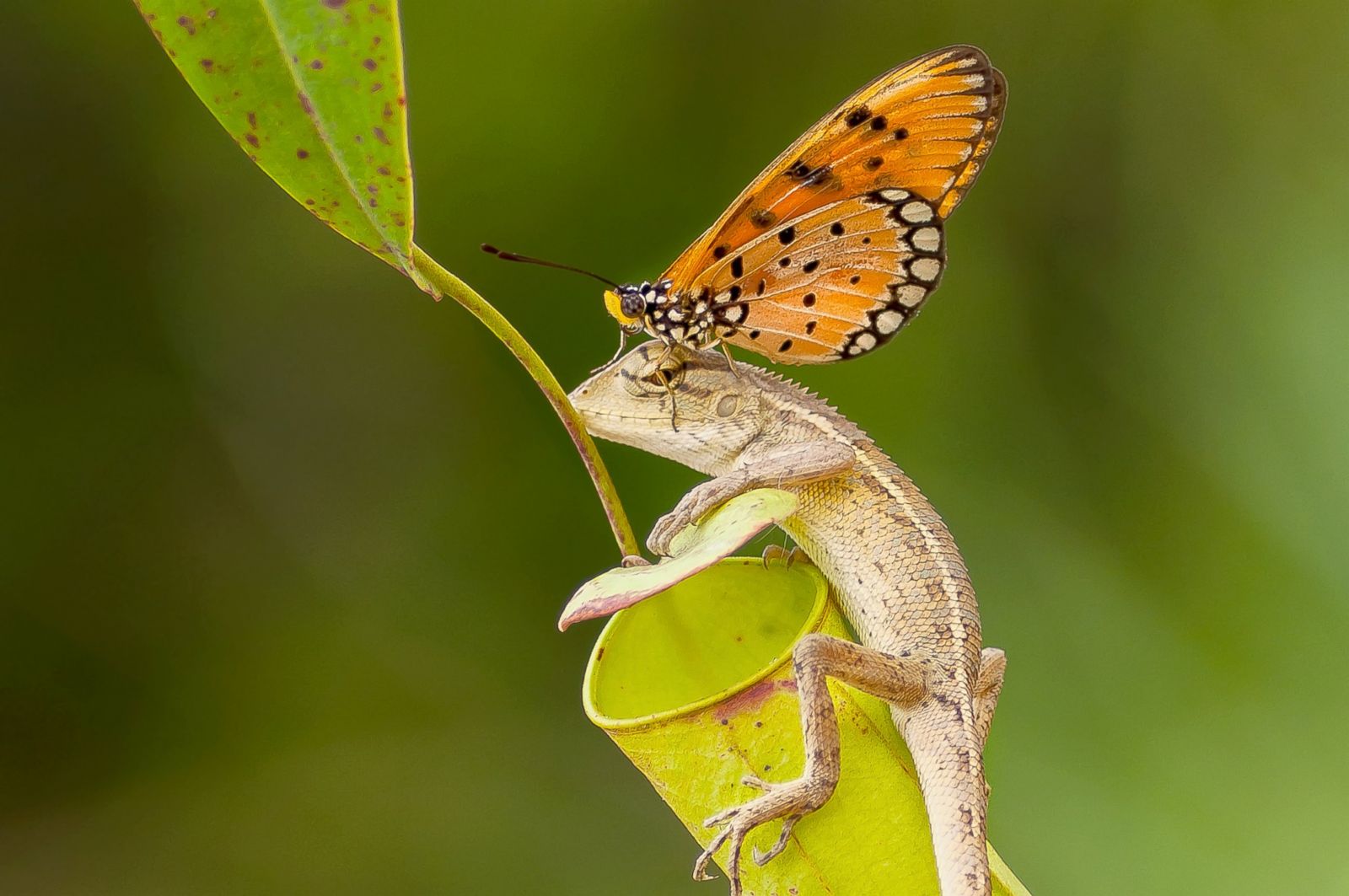 People who eat Butterfly