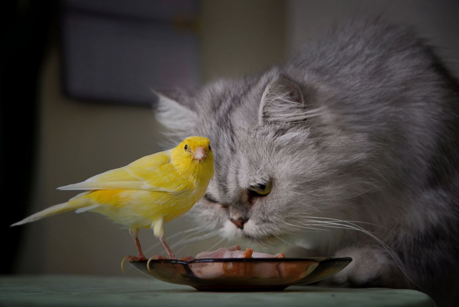 An unlikely bond between a canary and a cat Picture | Animal kingdom's ...