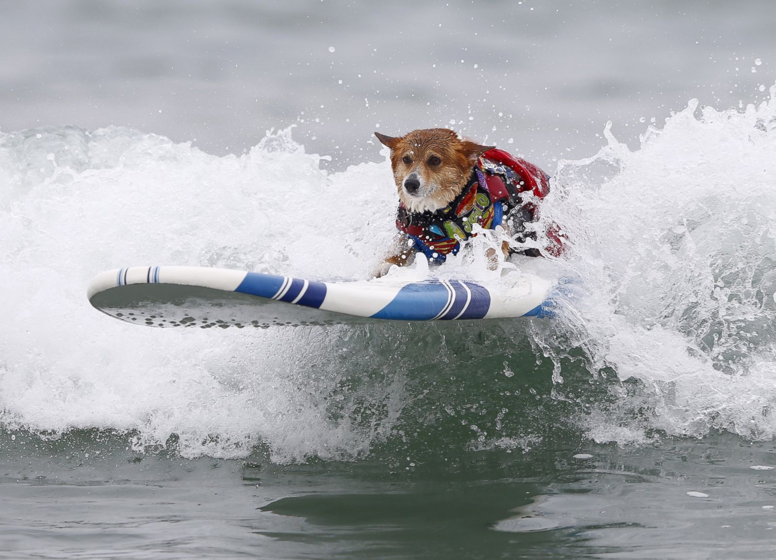 See Surfing Corgi Catch Wave Picture | Amazing animals from around the ...