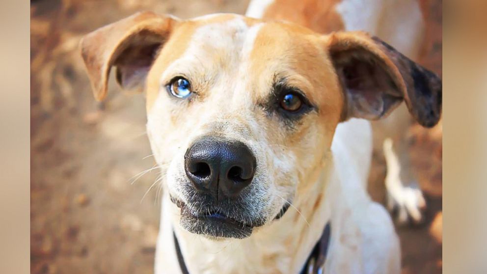 Animal shelter puts 3-year-old dog on Tinder, scores 22 matches so far ...