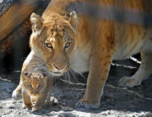 Adorable Liger Cubs Make Their Debut Picture | Liger Cubs Make Their ...