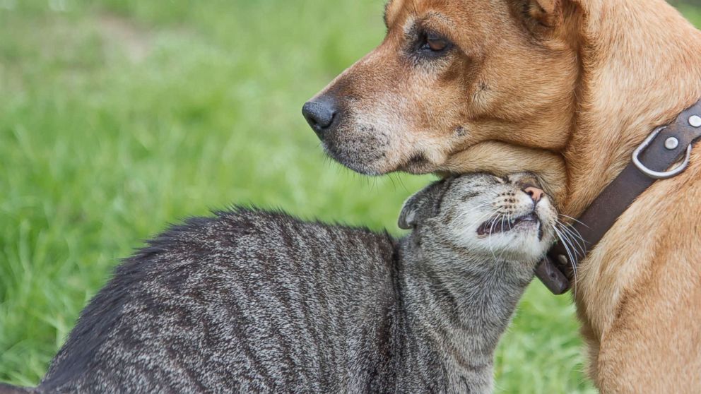 Dogs are smarter than cats, study finds - ABC News