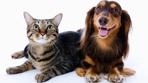healthy pets and animal