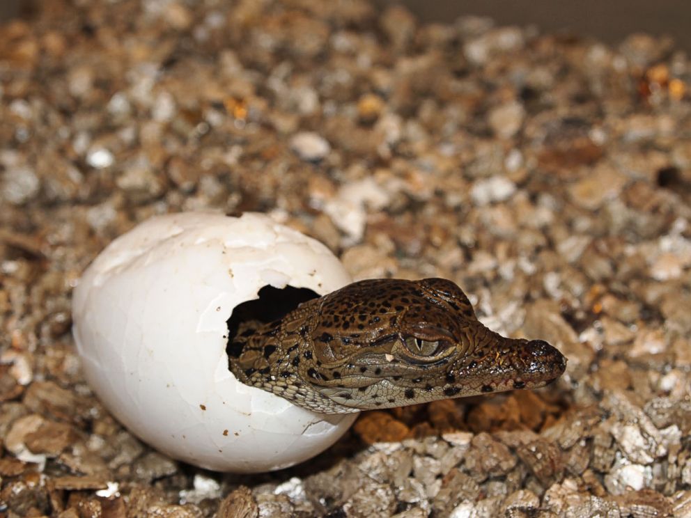 Why These Baby Crocodiles Can't Wait to Get to Cuba - ABC News