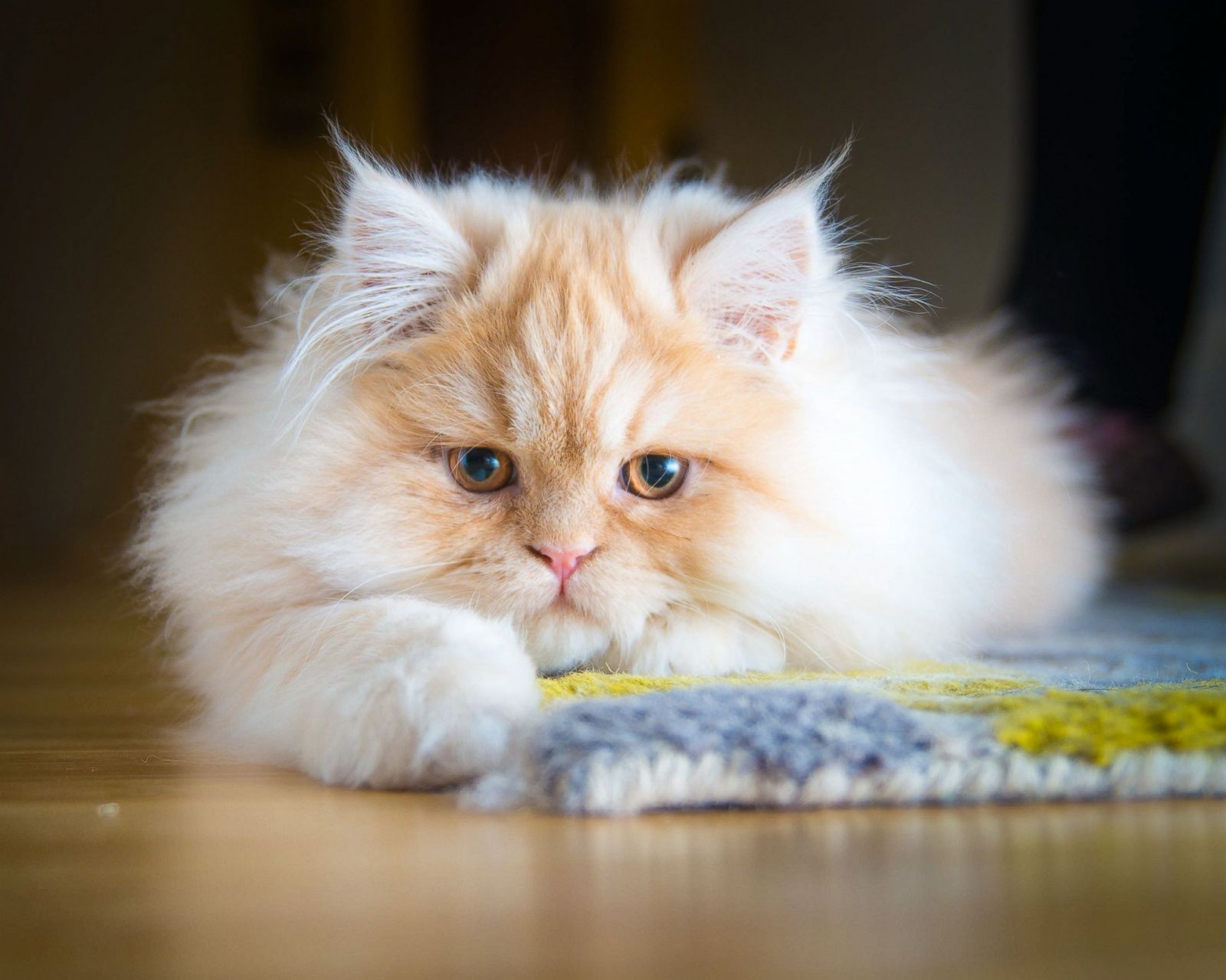 Disappointed Churro Picture | Feline Good: Emotional Cats - ABC News