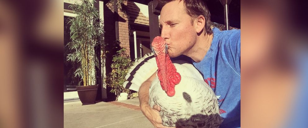 This rescue turkey is living his best life - ABC News