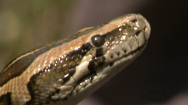 The Python Hunters Video - ABC News