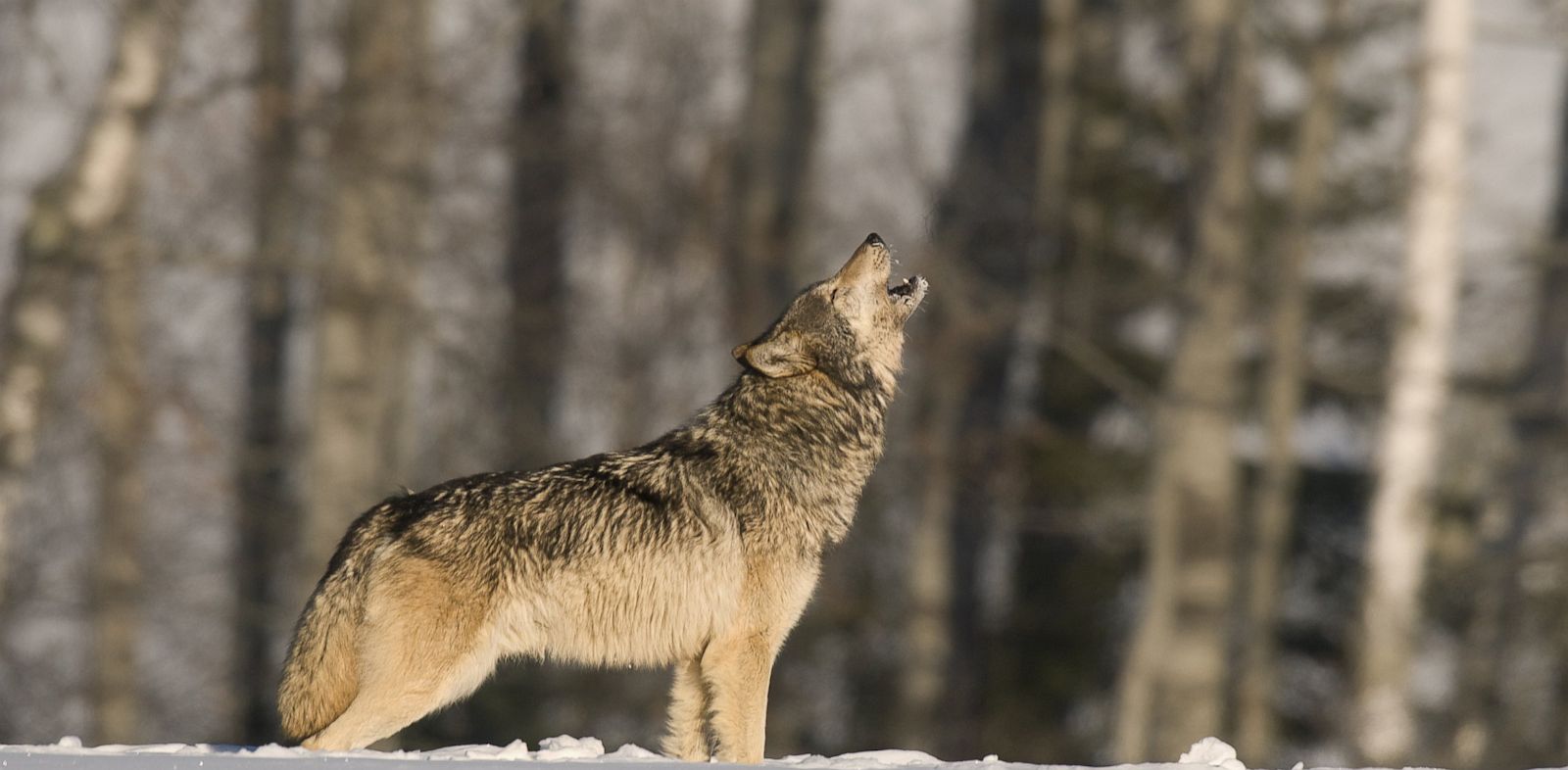 Why do Wolves Howl? Love, Scientists Say - ABC News